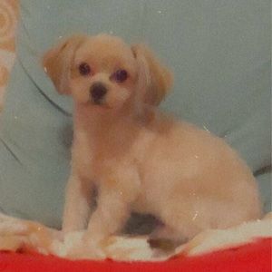 Meet your Posher, Shy ying